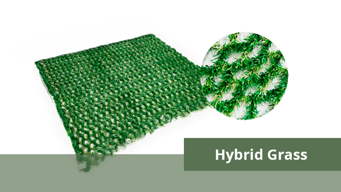 AM Hybrid Grass as lawn protection